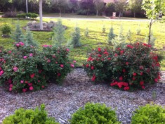 2012-04-02-6607 Conifer Cove-52.jpg
